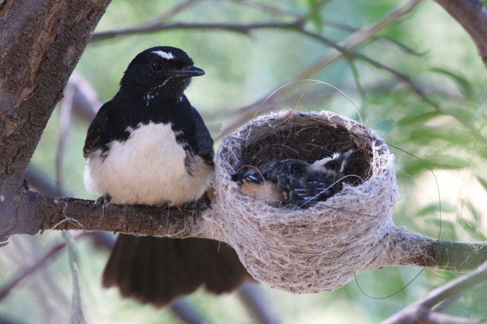 Willie Wagtail (Rhipidura leucophrys)